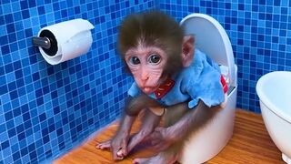 Baby monkey go to the toilet and playing with the puppy and baby rabbit