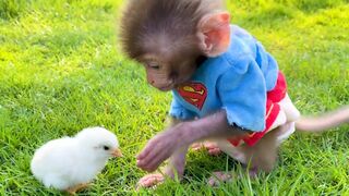 Baby monkey is playing with the Chicken