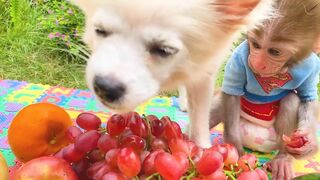 Baby monkey harvests fruit in the garden