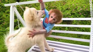 Baby Monkey is playing with the puppy and baby rabbit