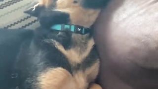 Best DOG Videos Ever!! ???? (Compilation of Funny Doggos) ????