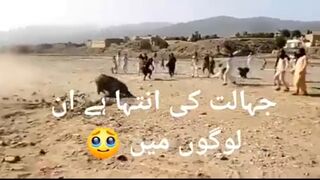 Cruelty with Animal