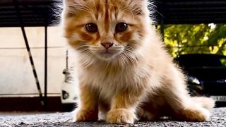 The Ultimate Adorable Kitten Compilation