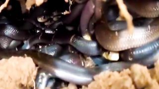 Baby ???? Cobra