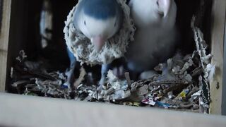 LOVEBIRD GROWTH STAGES | First 55 Days of Babies Timelapse