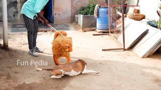 Lion Prank Dog So Funny Can Not Stop Laugh Must Watch New Funny Pran