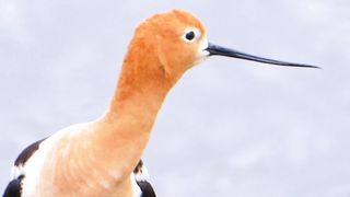 Beautiful Bird Voice  | Natural Photography | 4k  Result