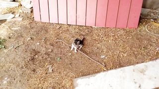 Funny tabby pet kitten