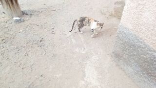 Cute funny cat 2