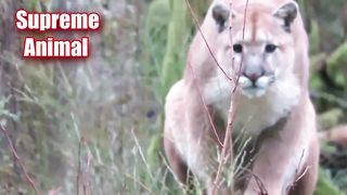 A Brave Cougar Is Attacking A Bear! Mountain Lion Vs Bear
