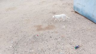 Funny white persian cat video