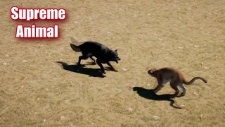Cougar vs wolf! Puma Vs Wolf Battles Captured On Camera