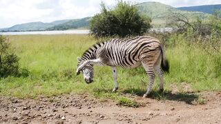 When Animals Messed With Wrong Zebr
