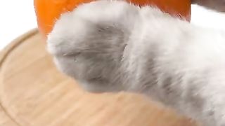 Cat ChangAn Makes the World's LARGEST Gummy Bear ！| Homemade Candy | Cute Cat TikToks #Shorts 2