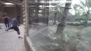 Lion Versus Tiger! Real Video Fights Caught on Camera