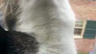 Funny Animal Videos That Will Make You Laugh Out Loud