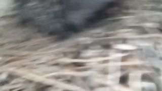 Happy bird