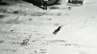 3 Wolves Attacked a Pet Dog! Real Fights Caught on Camera