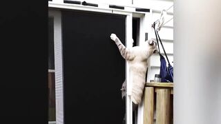Try Not To Laugh Animals : Funniest Cat - Dogs Videos #58 | Funny Animal Videos