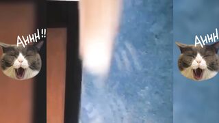 Funny cat part-1