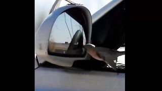 Funniest Home  funny video