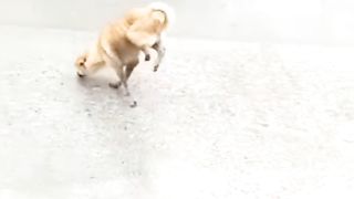 New Funny Videos 2023 ???? Cutest Cats and Dogs ???????? Part 8