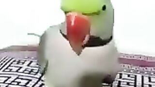 Parrot 7