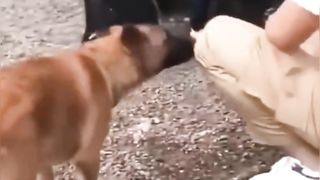 New Funny Videos 2023 ???? Cutest Cats and Dogs ???????? Part 9