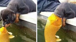Meilleurs Compilation Tiktok Funny !