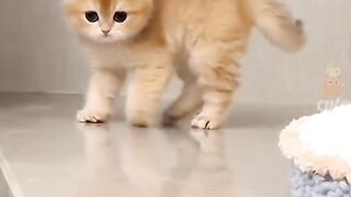 Funny cat 43