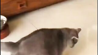 This is very funny animals.