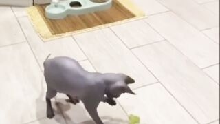 Funny animals - Funny cats / dogs 4