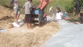 Anak petani