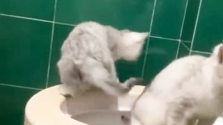 New Funny Videos 2023 ???? Cutest Cats and Dogs ???????? Part 10