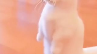 funny cat 9