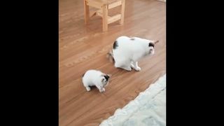 Cute baby animals Videos Compilation cute moment of the animals - Funniest