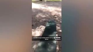 Funny Pet TikToks That Will Make You Belly Laugh! 2