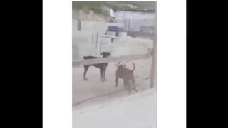 ???? Funniest TIKTOk Dogs and TIKTOK Cats ???? - Try Not To Laugh with TikTok Animals 2020 | Pets Keen