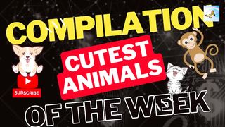Weirdest Animal Moments You HAVE to See! TikTok Cats & Dogs