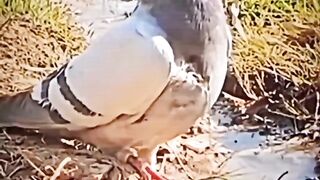 Ragni video
