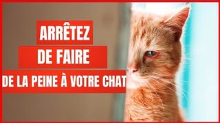 16 chose qui blessent émotionnellement votre petit chat !