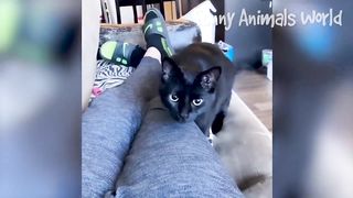 Funny Animal Videos 2023 ???? - Funniest Dogs and Cats Videos ???? #1