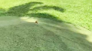Cute dog 7