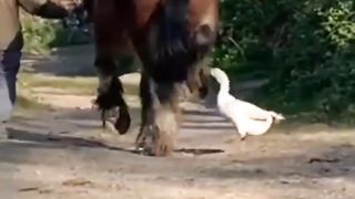 Rip Duck