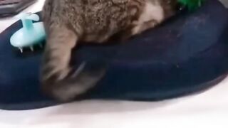 Les moments d’animaux les plus farfelus filmés par la caméra ???? #animaux drôles #shorts