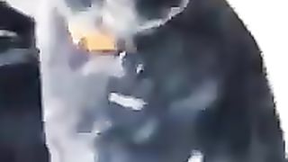 Compilation drôle d'animaux part.2