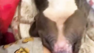 Funny animals Videos Of The Day 0045! ???????? #fyp #memes #memedaily #dankmemes