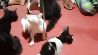 Kucing 2