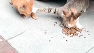 Compilations de vidéos d’animaux drôles et d’animaux mignons #animaux drôles #shorts