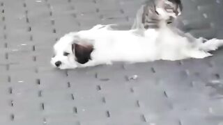 Compilation de vidéos d’animaux drôles et d’animaux mignons #animaux drôles #shorts 5